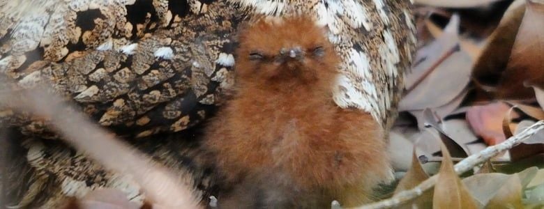 Nightjars are under threat 