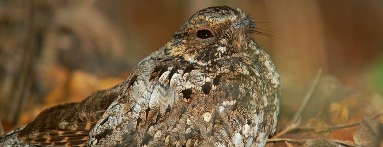 Nightjars travel thousands of miles
