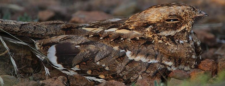 Nightjars return to UK forests