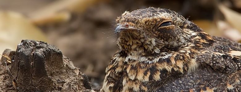 Nightjars are a migratory bird