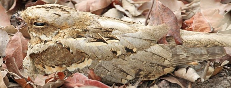 Nightjars can hide in plain sight