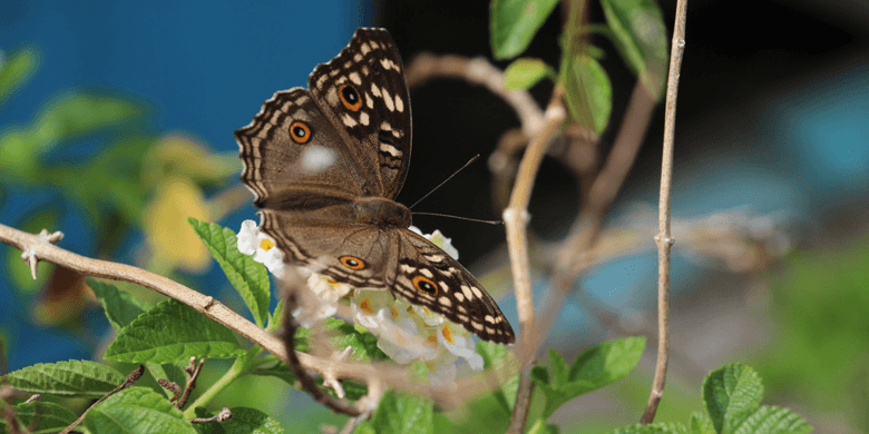 An adult butterfly once hatched