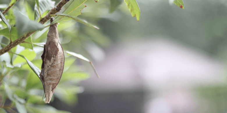 A butterfly cocoon before hatching