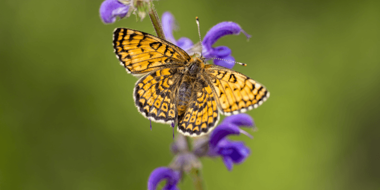 Marsh Fritillary butterfly