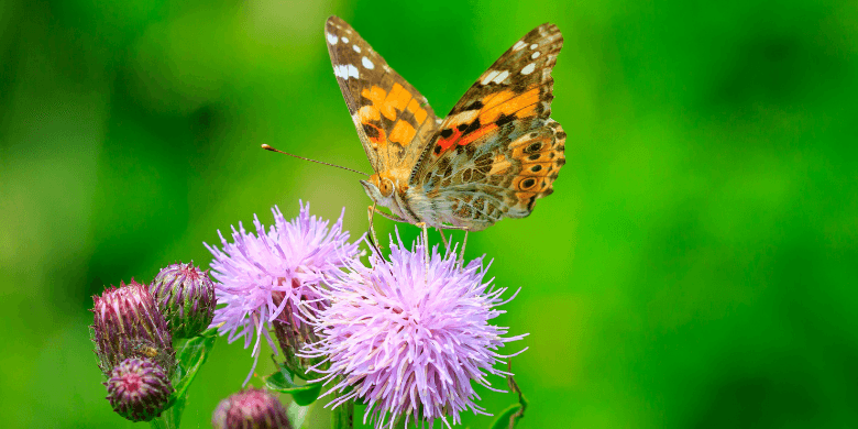 Painted lady butterfly