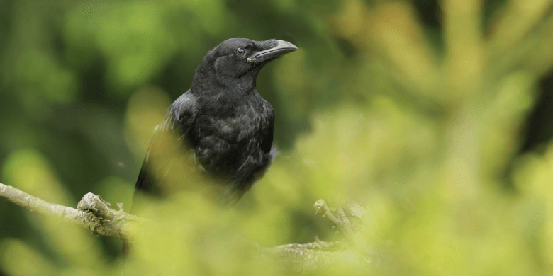 Raven bird