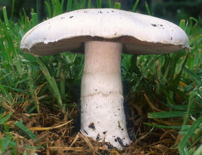 Agaricus campestris