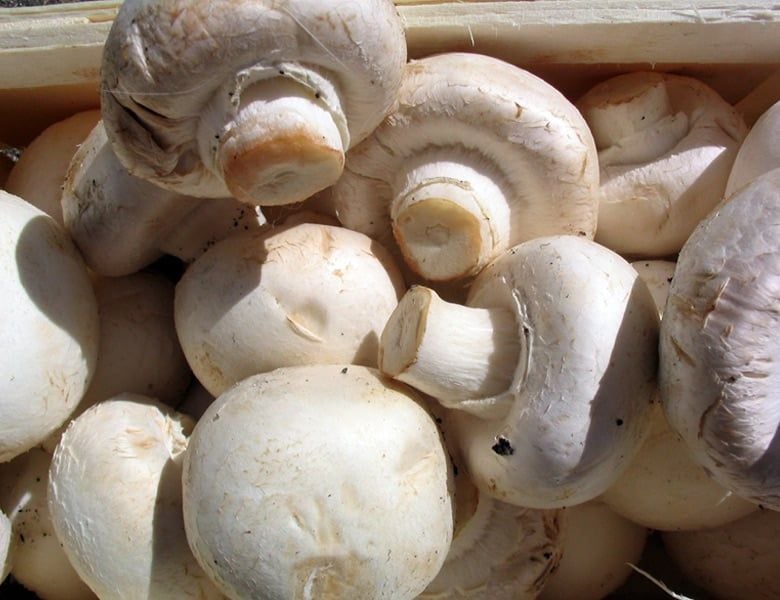 Mushrooms