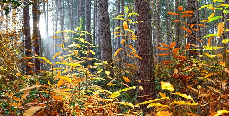 Sherwood Forest trees