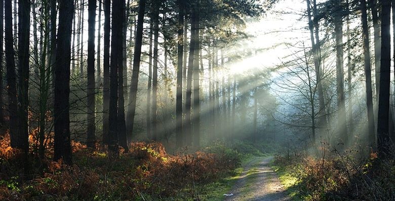 Sunbeams at Sherwood Forest
