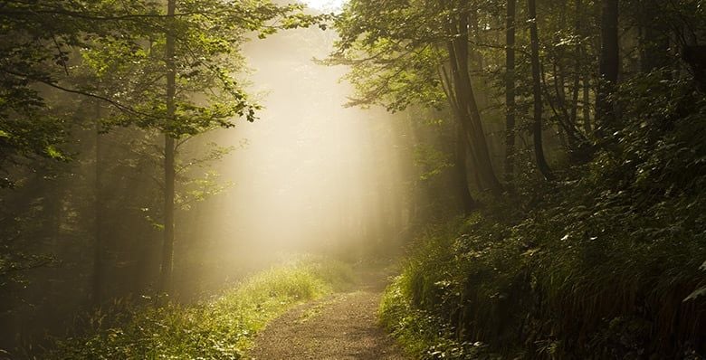 Misty mornings in Sherwood Forest