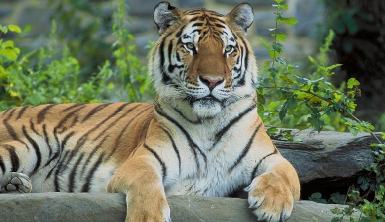 Tiger perched on a log at Blair Drummond Safari Park