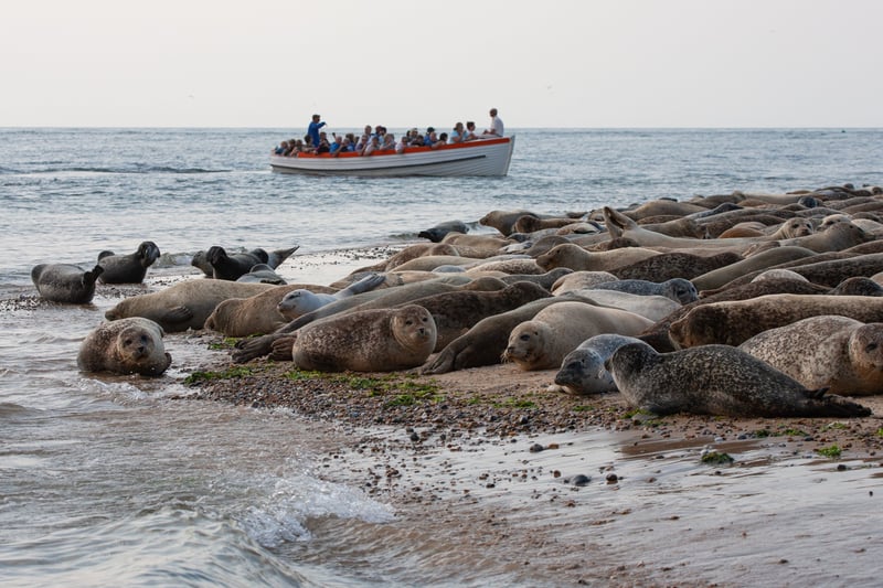seal boat trip in norfolk 