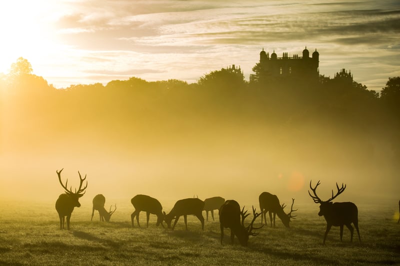 Wollaton Park in Nottingham