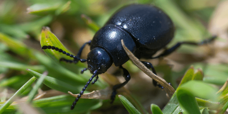 Beetle