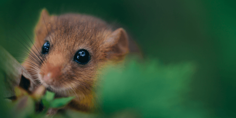 A Dormouse