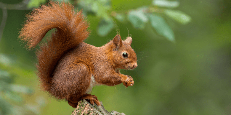 Red squirrel 