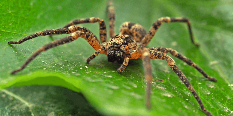 A wolf spider
