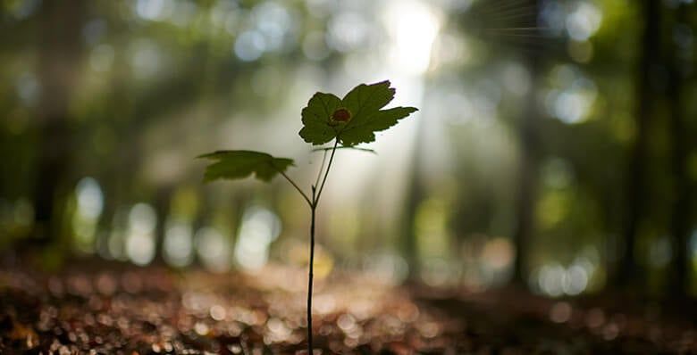 A tree seedling in the forest