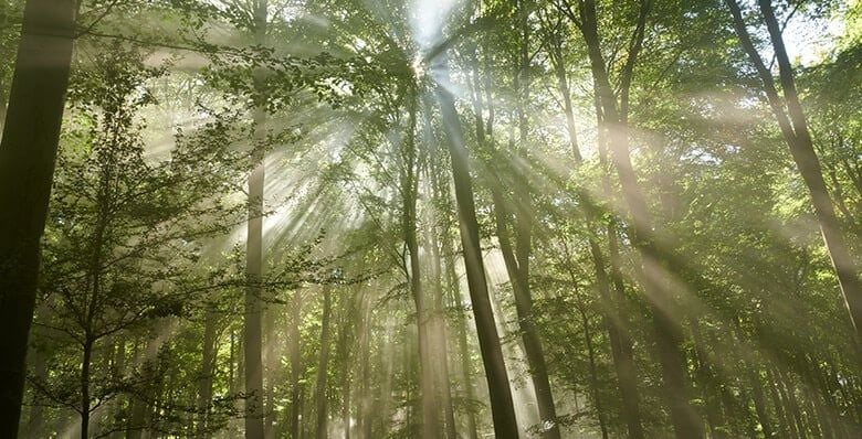 Sunlight bursting through the trees in a forest