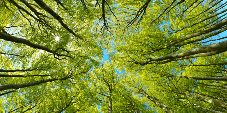 Worm view of the forest 