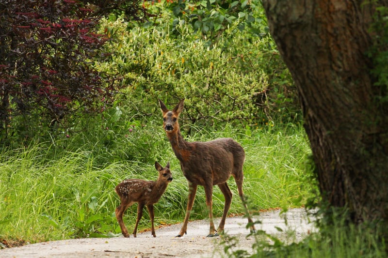 Doe and fawn deer found in Keldy