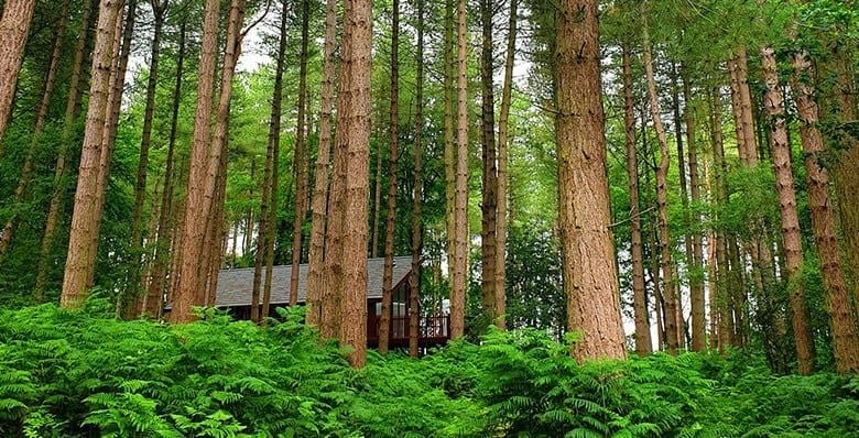 Cabins hidden within the trees at Delamere Forest, Cheshire