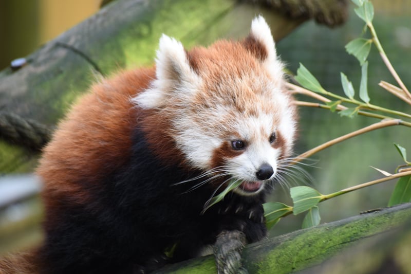 Red panda