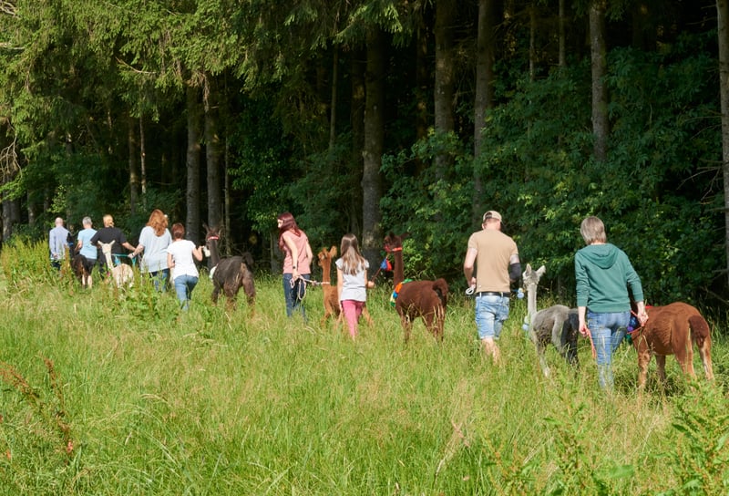 Group Alpaca forest walks in Cheshire