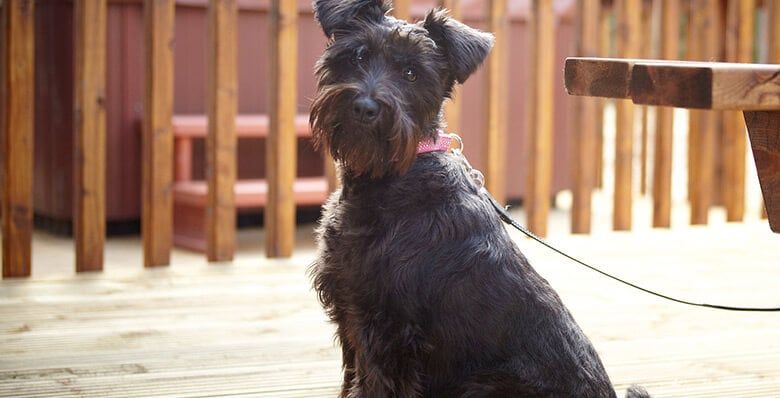 Dog at Forest Holidays