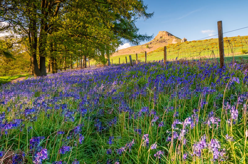 Woodland at Roseberry Topping in North Yorkshire