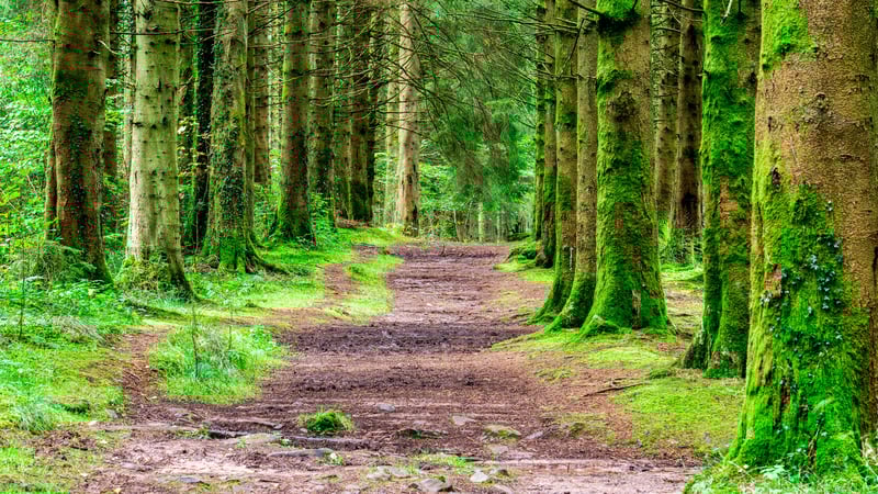 woodland in the brecon beacons, south wales