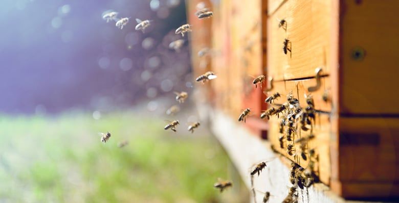 Bees flying into hive