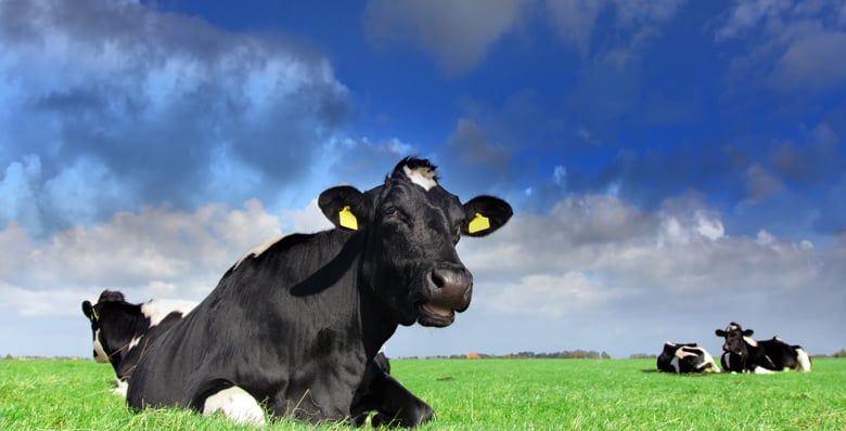 Cows grazing in a field in the sunshine