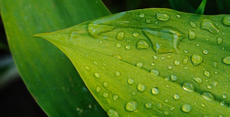 Raindrops on a leaf