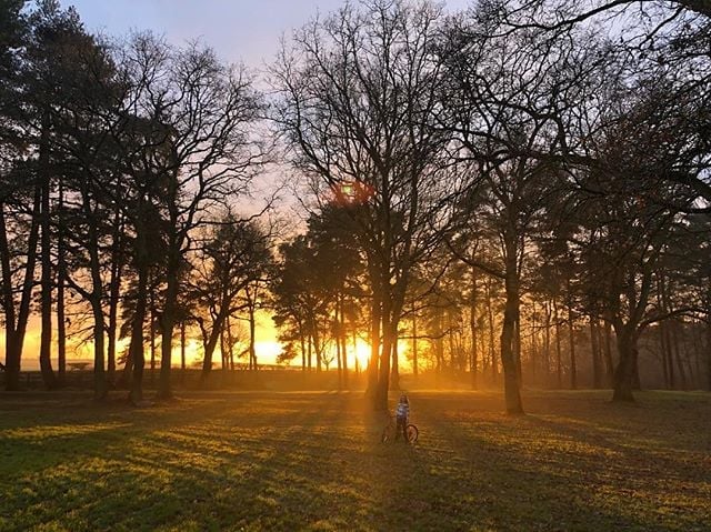 Immerse yourself in the forest.