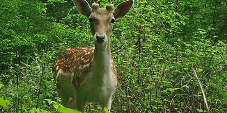Fallow deer