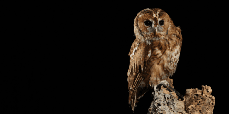 Tawny owl at night