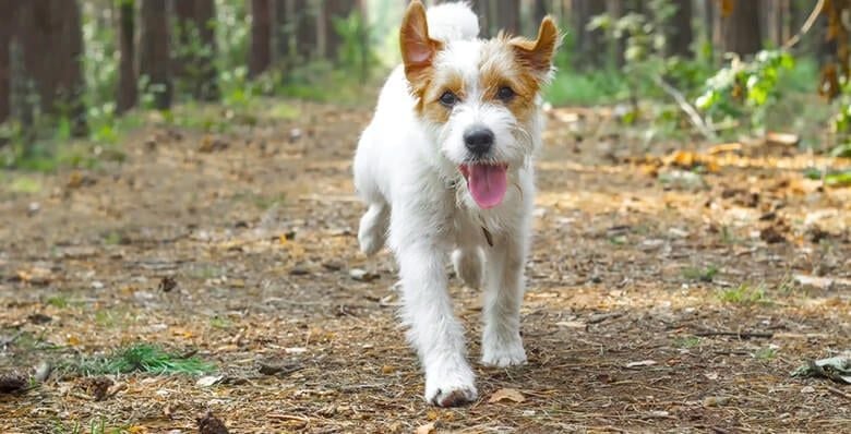 Dog running through the forest