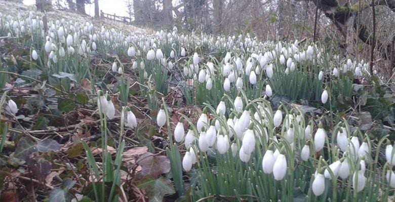 Bright white snowdrop forest