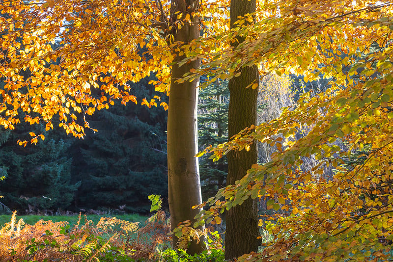 Autumnal trees