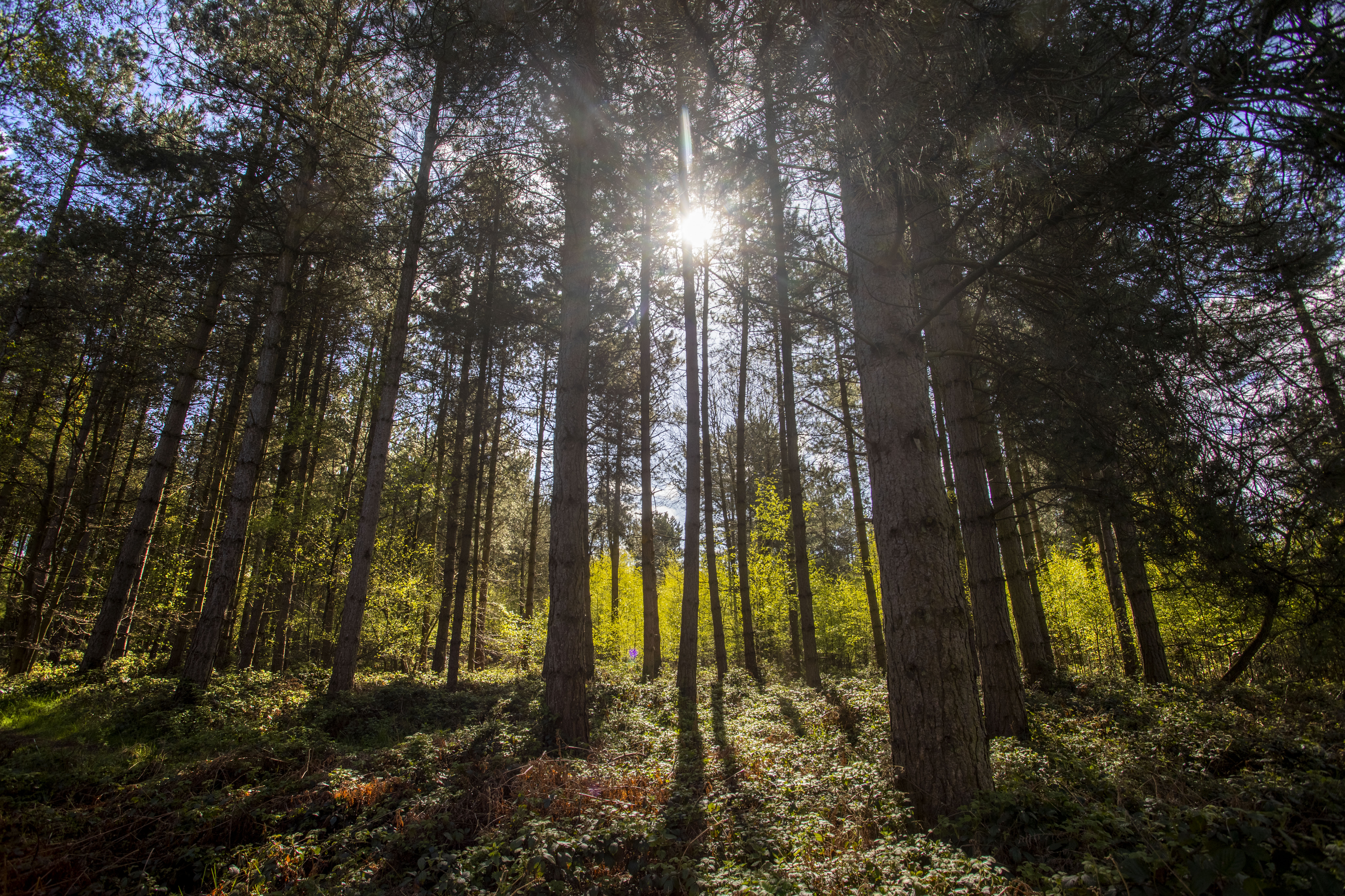 Trees at Thorpe Forest