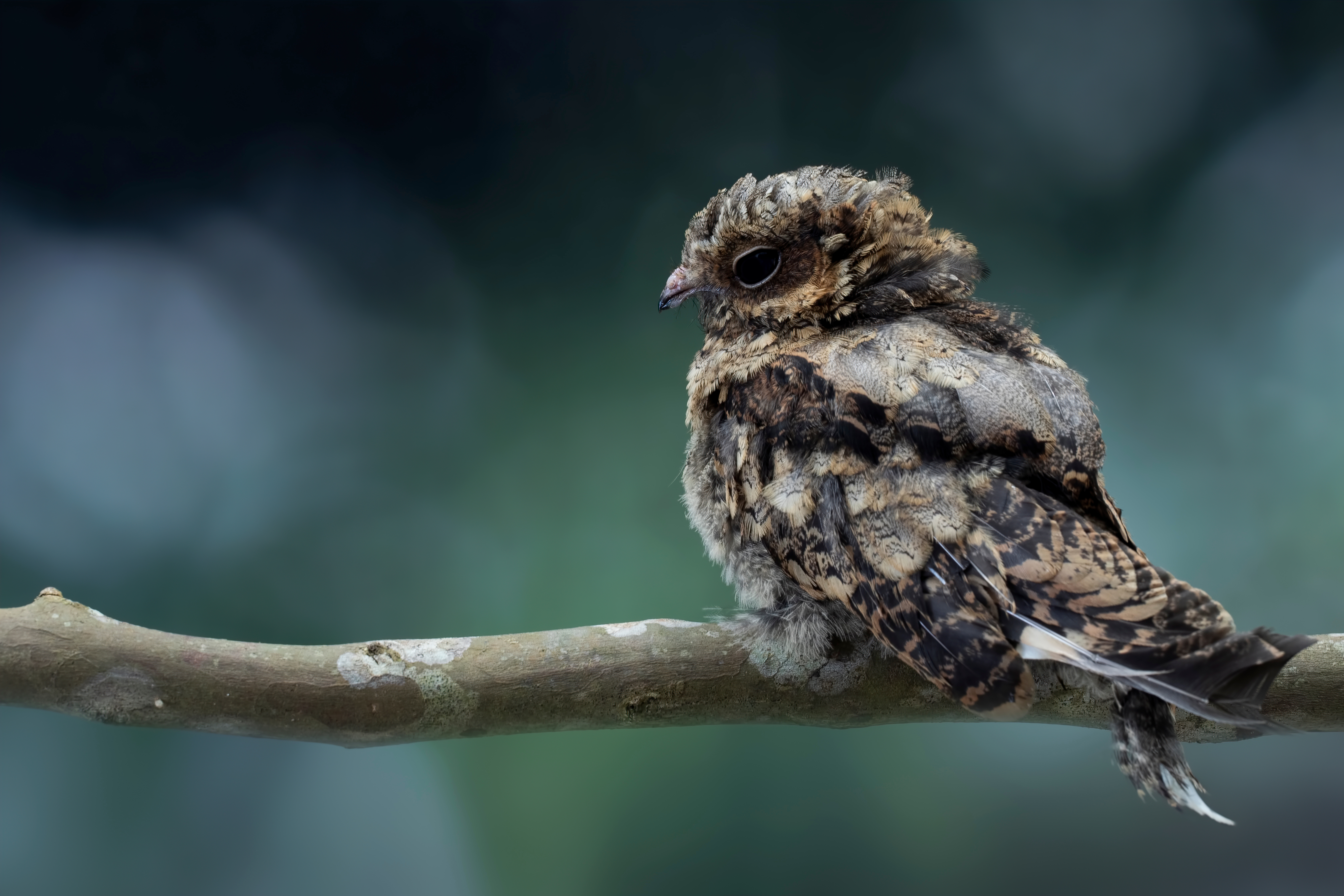 Wildlife at Garwnant