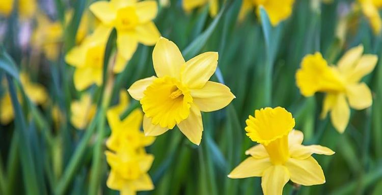 Top 10 early signs of spring to look out for (PHOTOS)