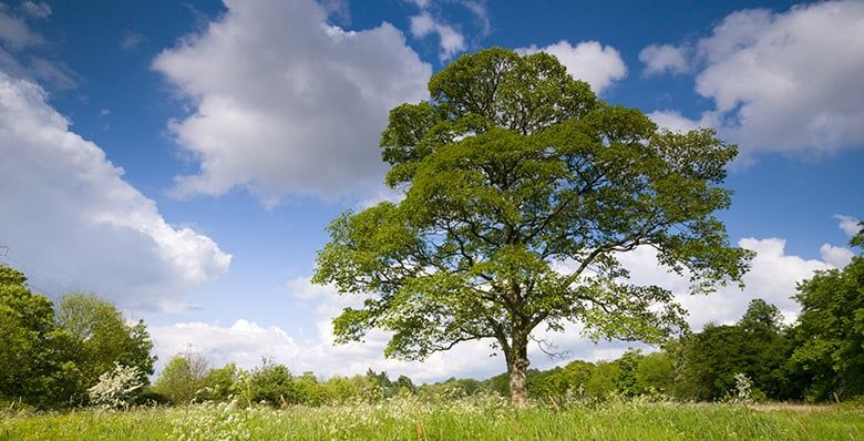 Trees at Sherwood Forest