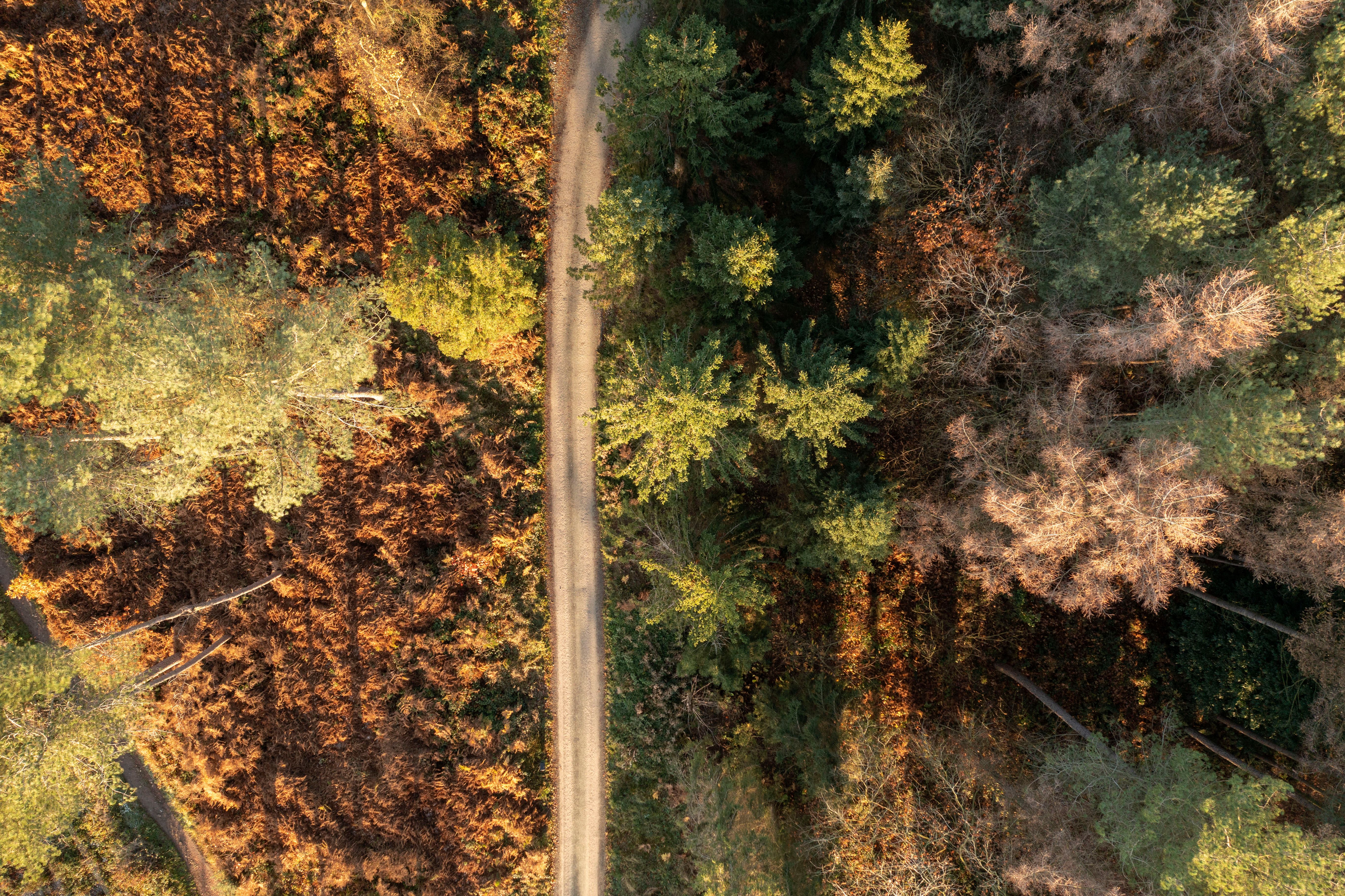 Trees at Delamere Forest