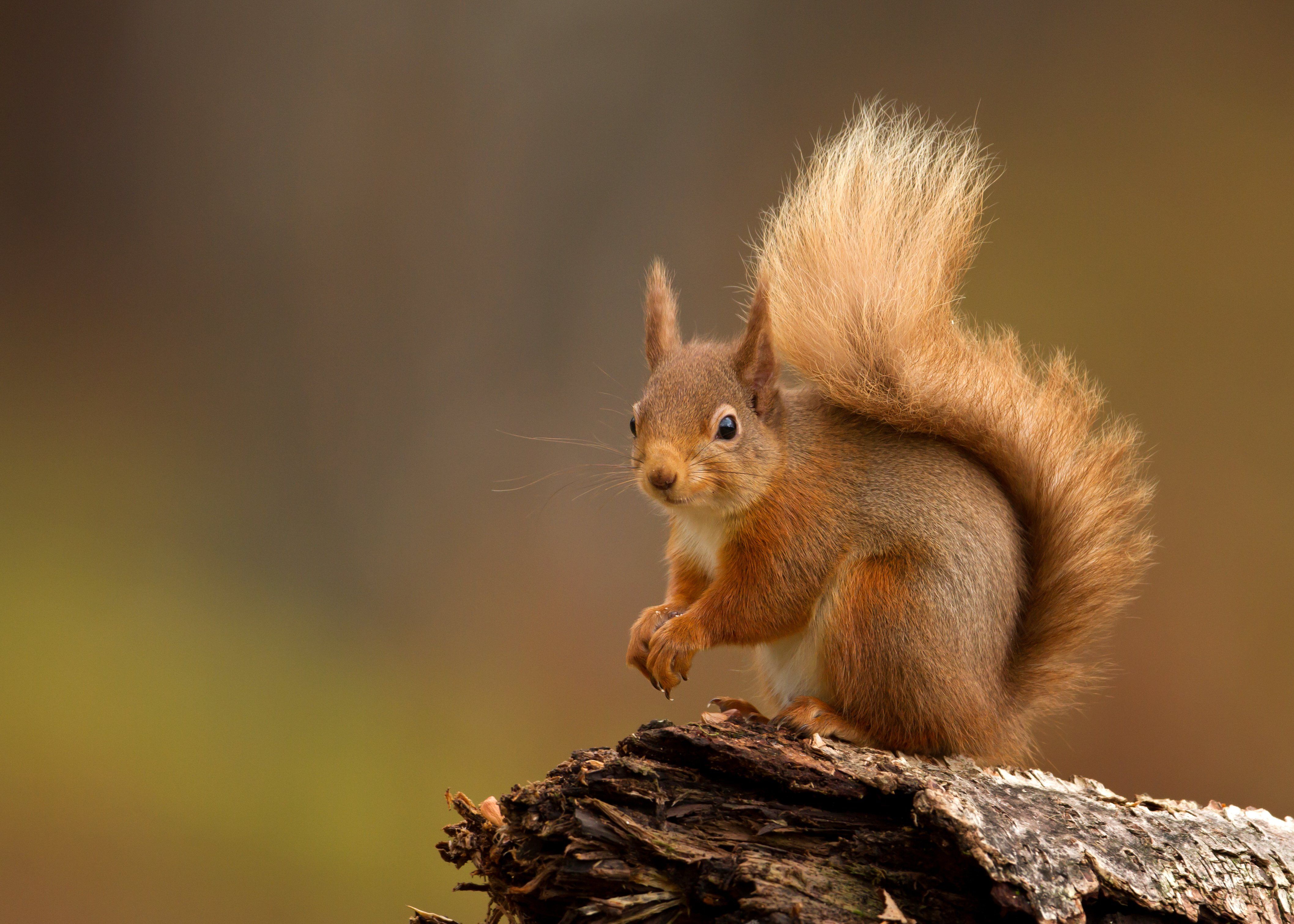 Wildlife at Argyll