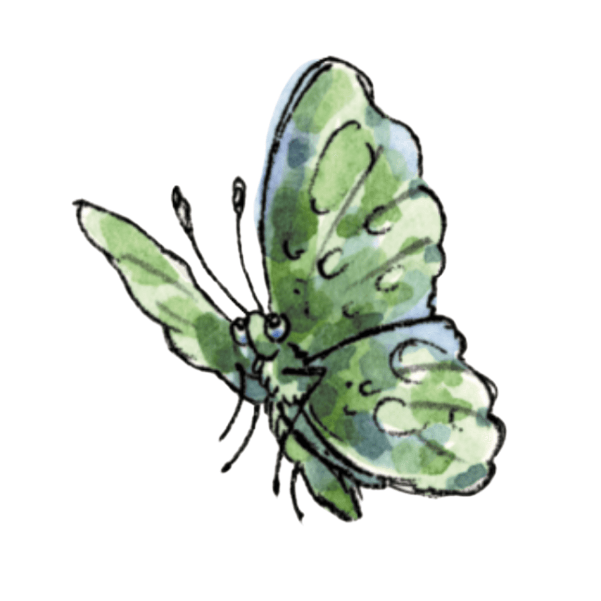 60-03-SPN003-Green-Butterfly.png
