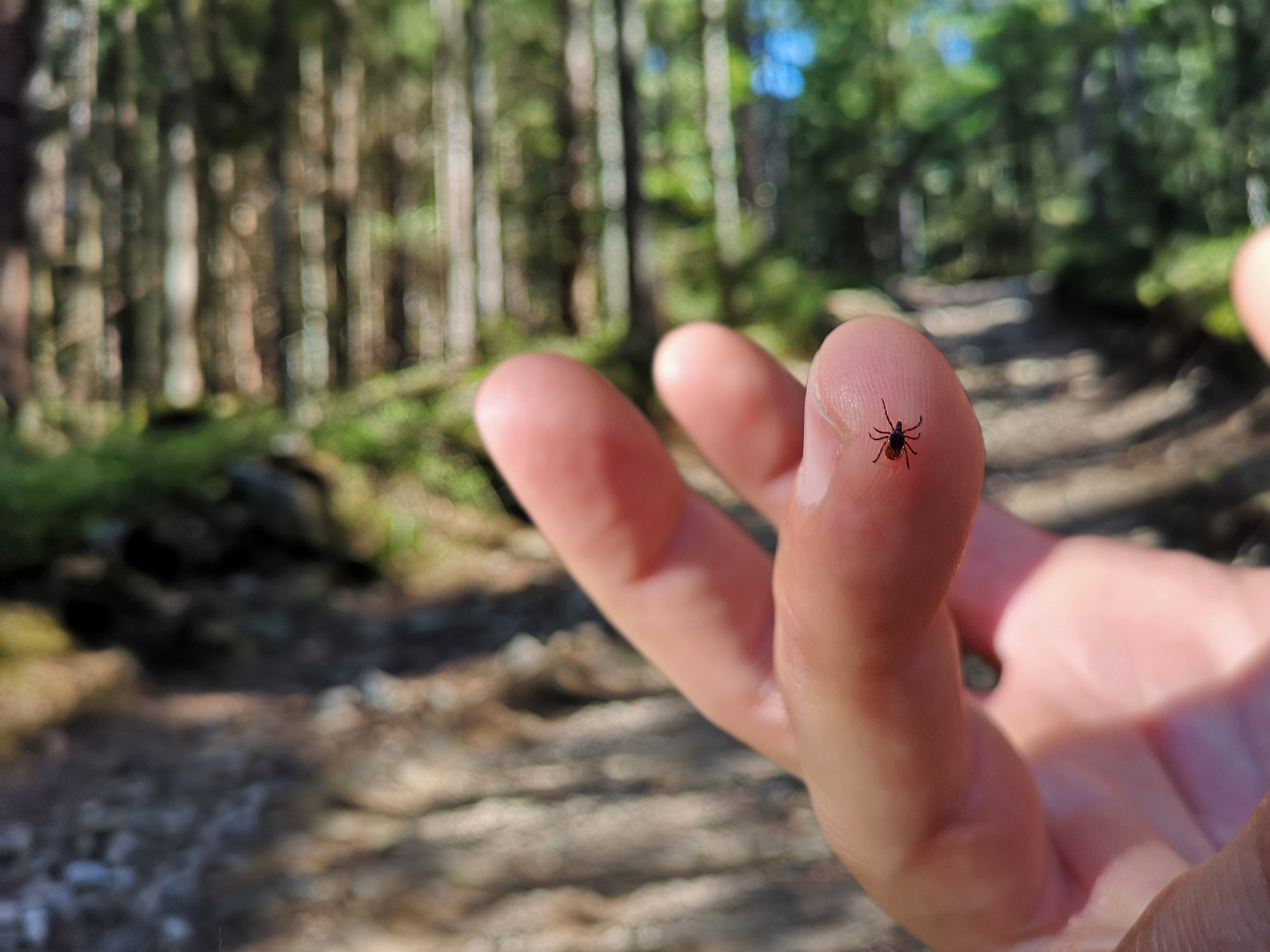 Ticks in the forest